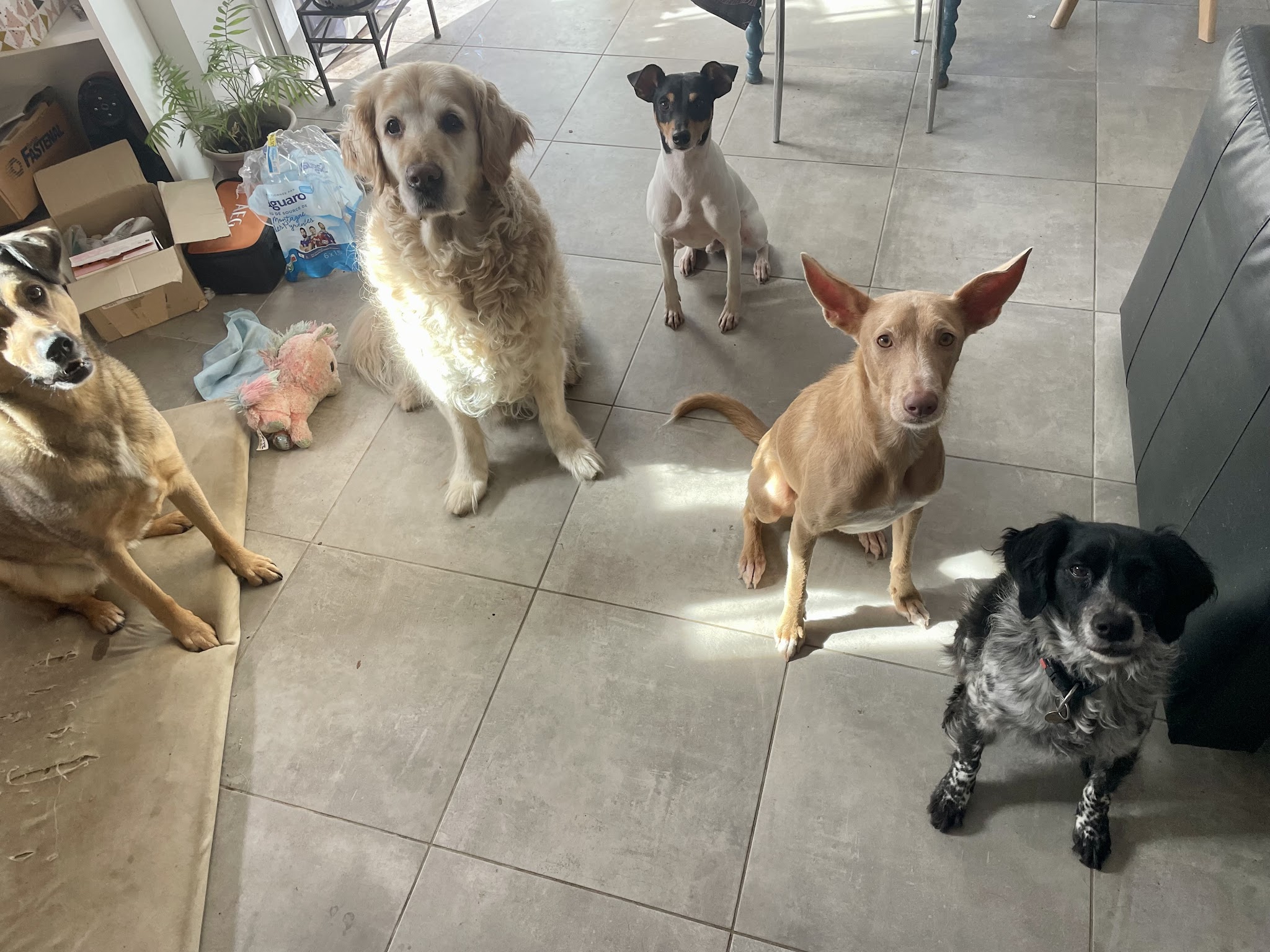 Cécile Petsitter et photographe animalier — photo