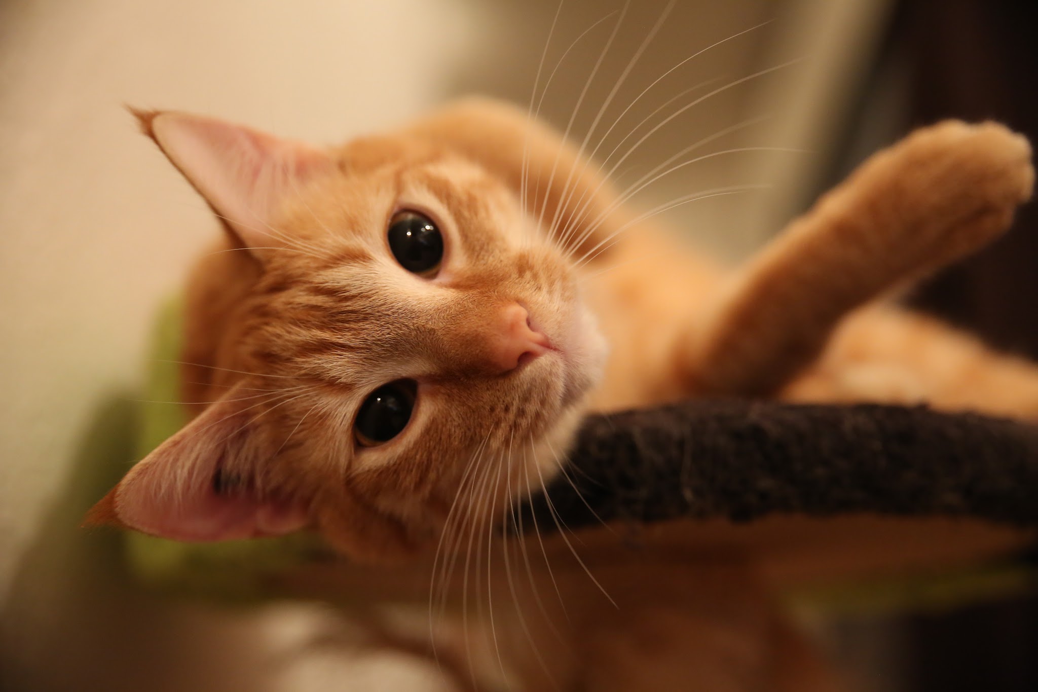 Cécile Petsitter et photographe animalier — photo