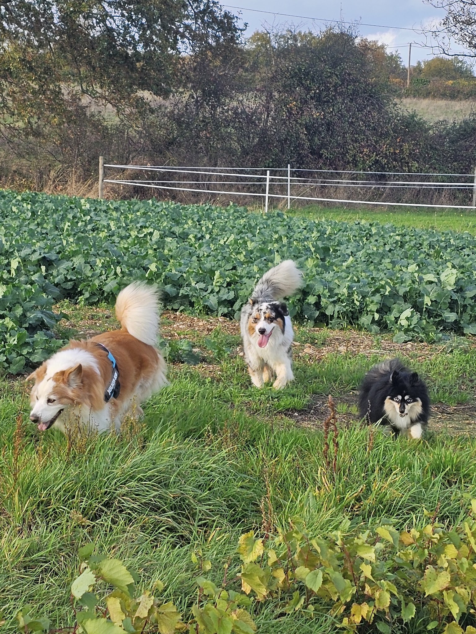 Les petits protégés d'Anna