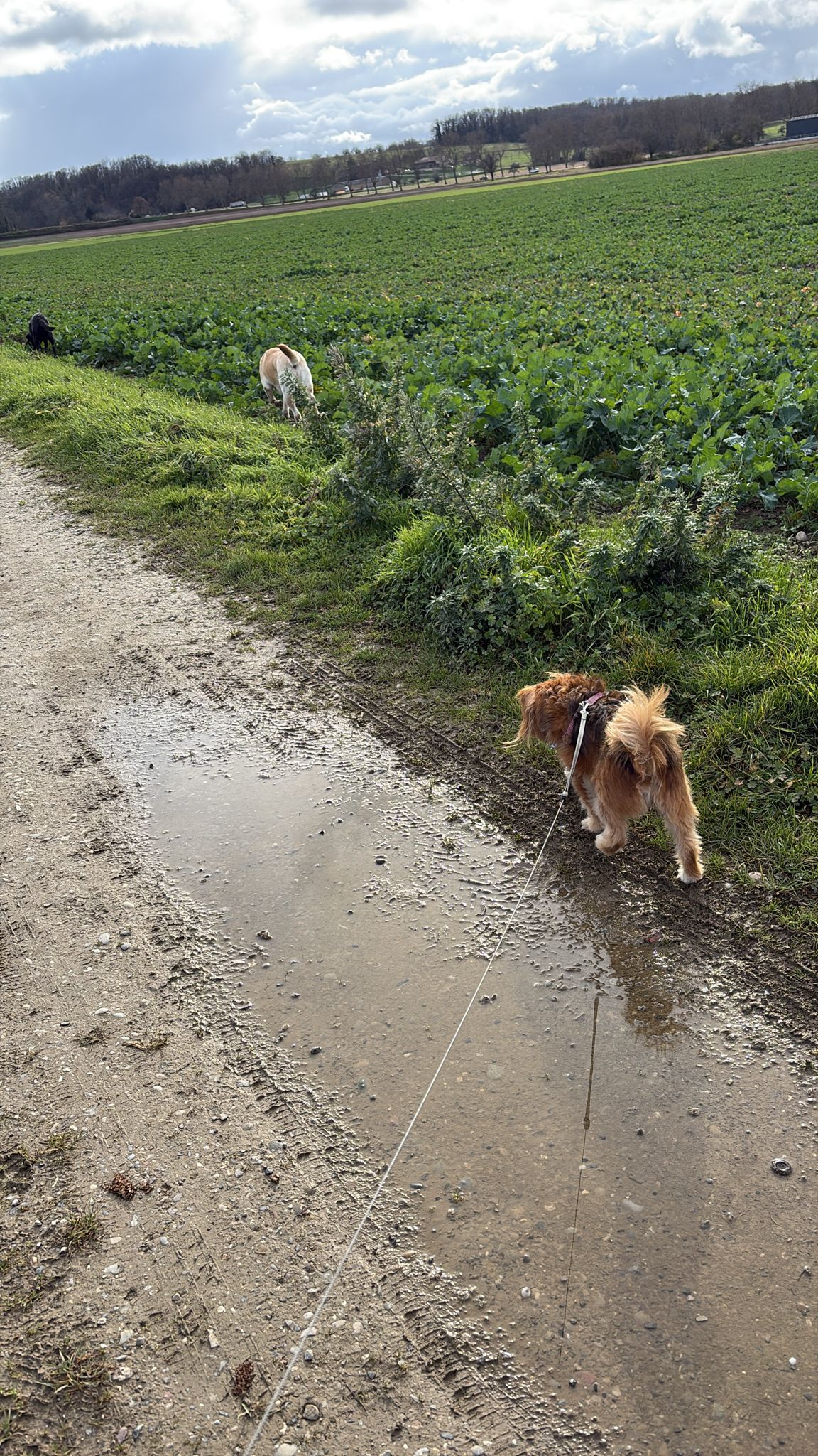 Tata Lisa-pet Sitter — photo