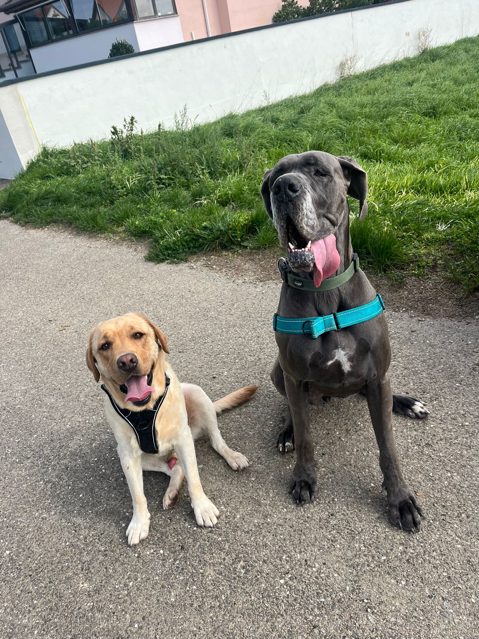 Tata Lisa-pet Sitter — photo