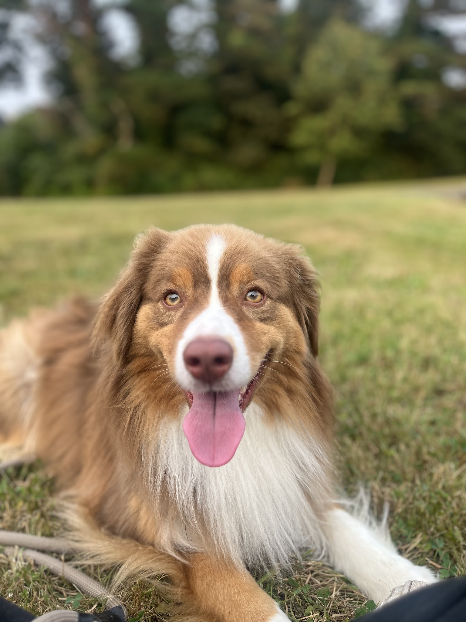 Spered canin - éducateur canin, comportementaliste, Plouguerneau — photo