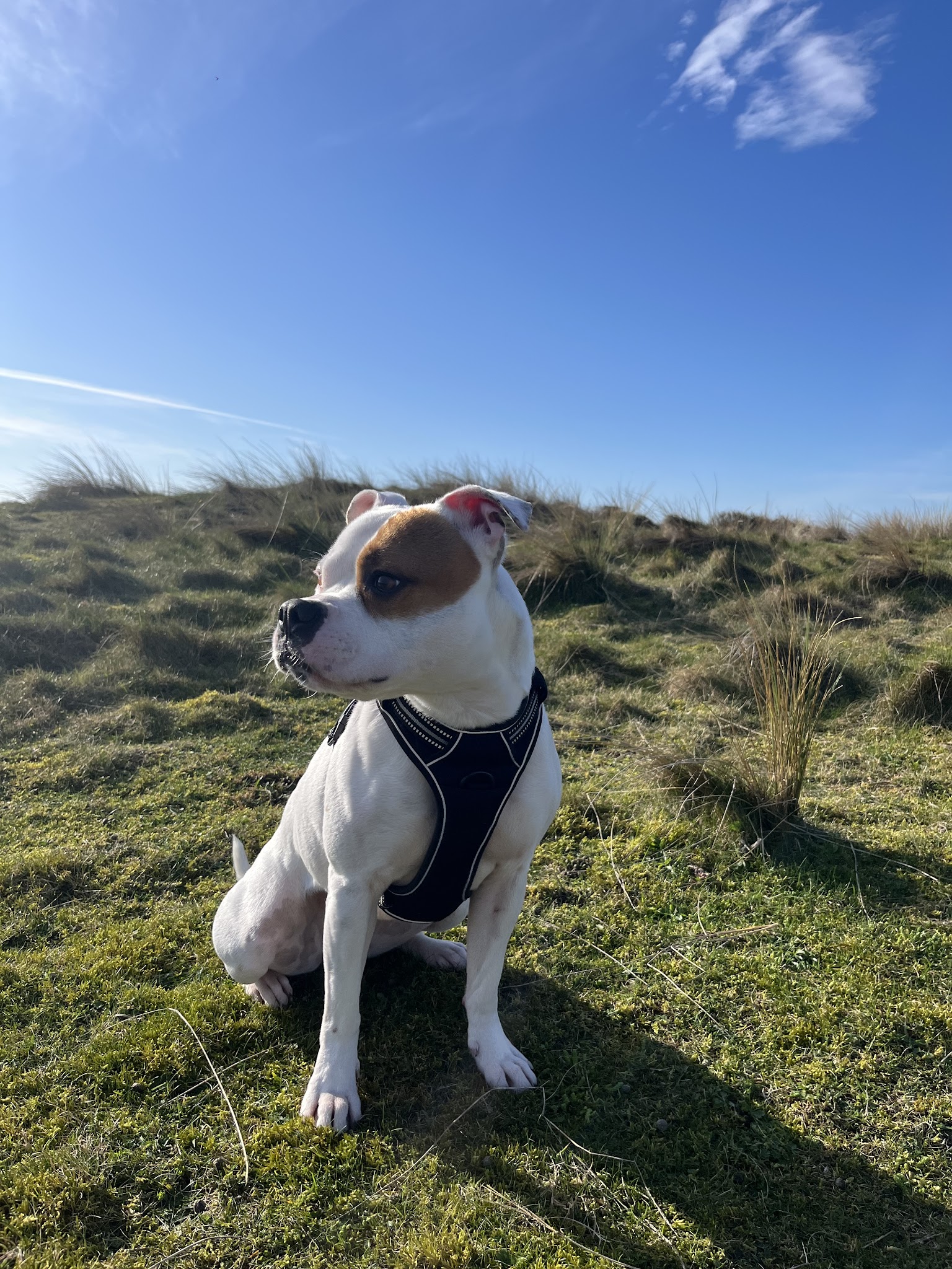 Spered canin - éducateur canin, comportementaliste, Plouguerneau — photo