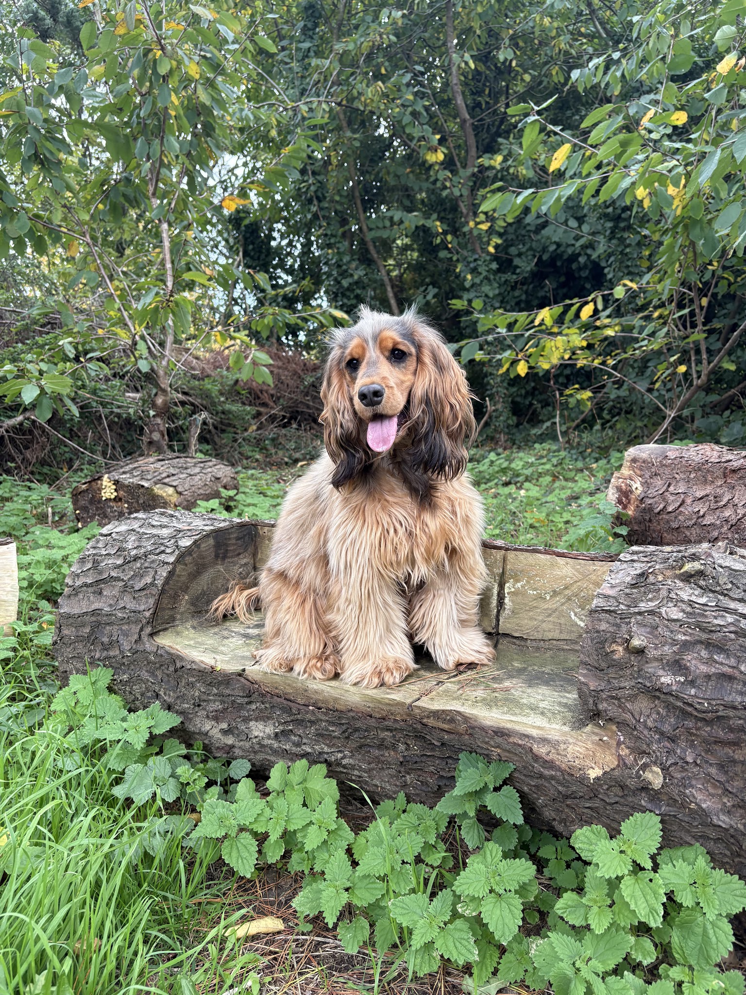 Spered canin - éducateur canin, comportementaliste, Plouguerneau — photo