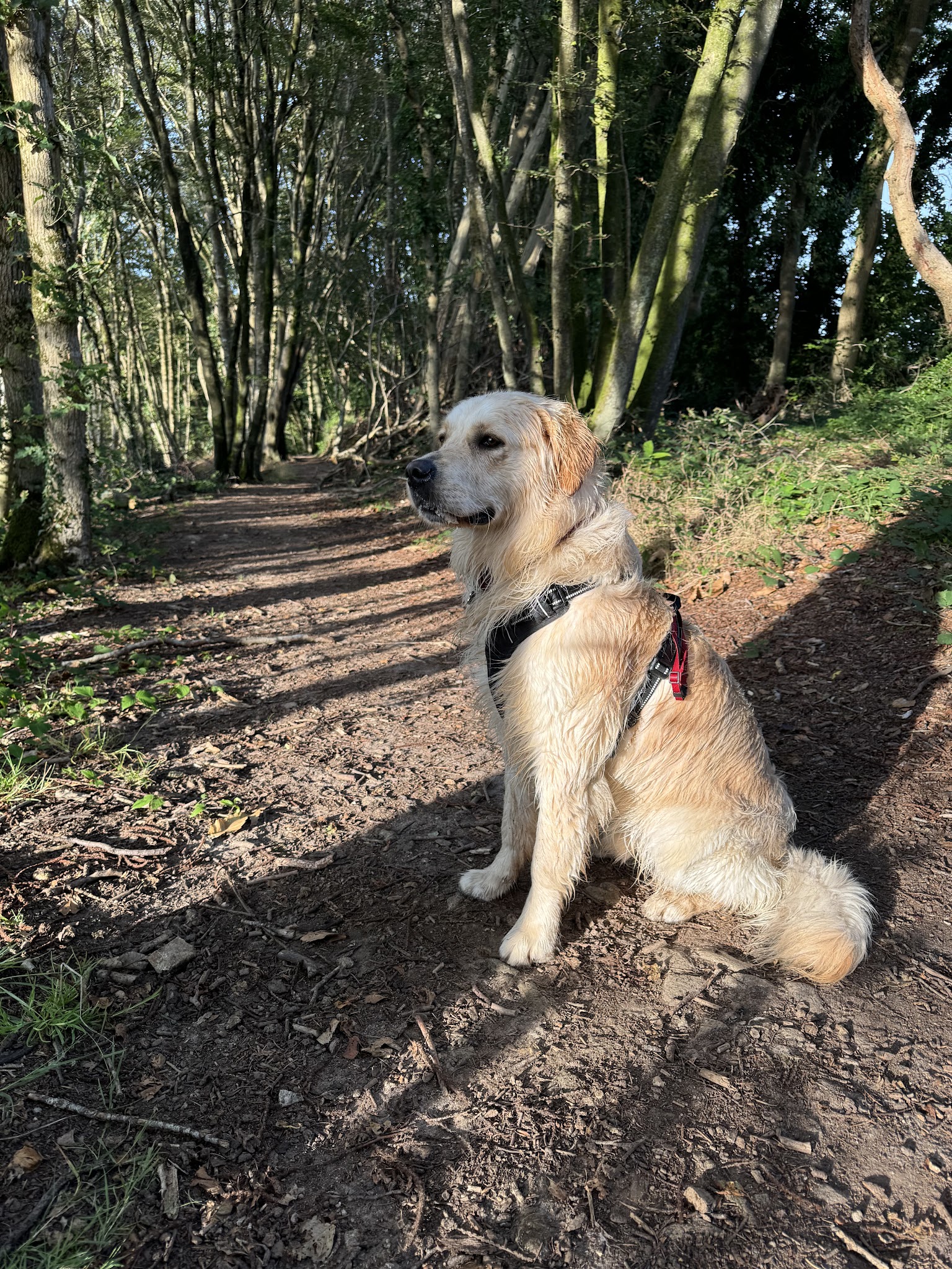 Spered canin - éducateur canin, comportementaliste, Plouguerneau — photo