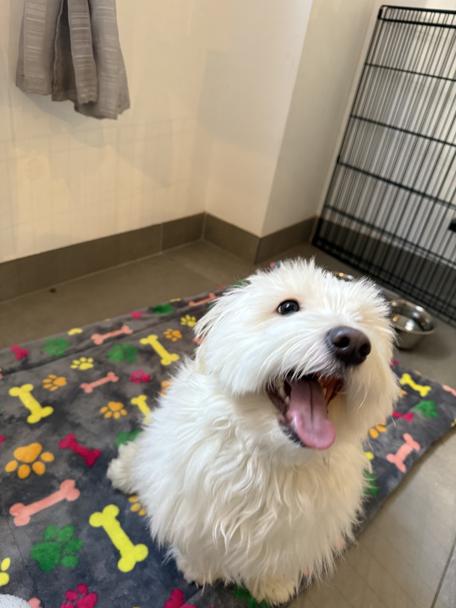 Garde d'animaux 27 Pacy sur Eure — photo