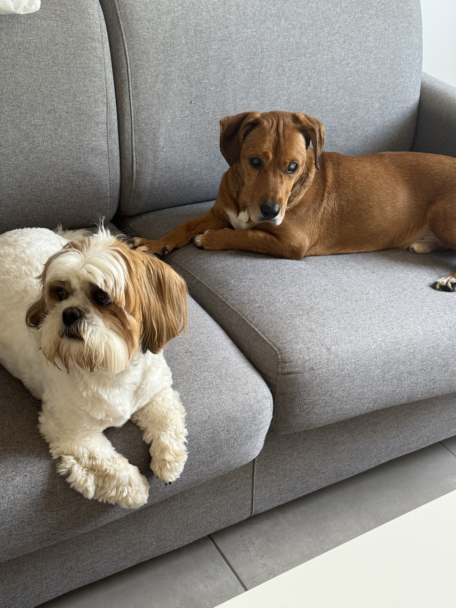 Garde d'animaux 27 Pacy sur Eure — photo