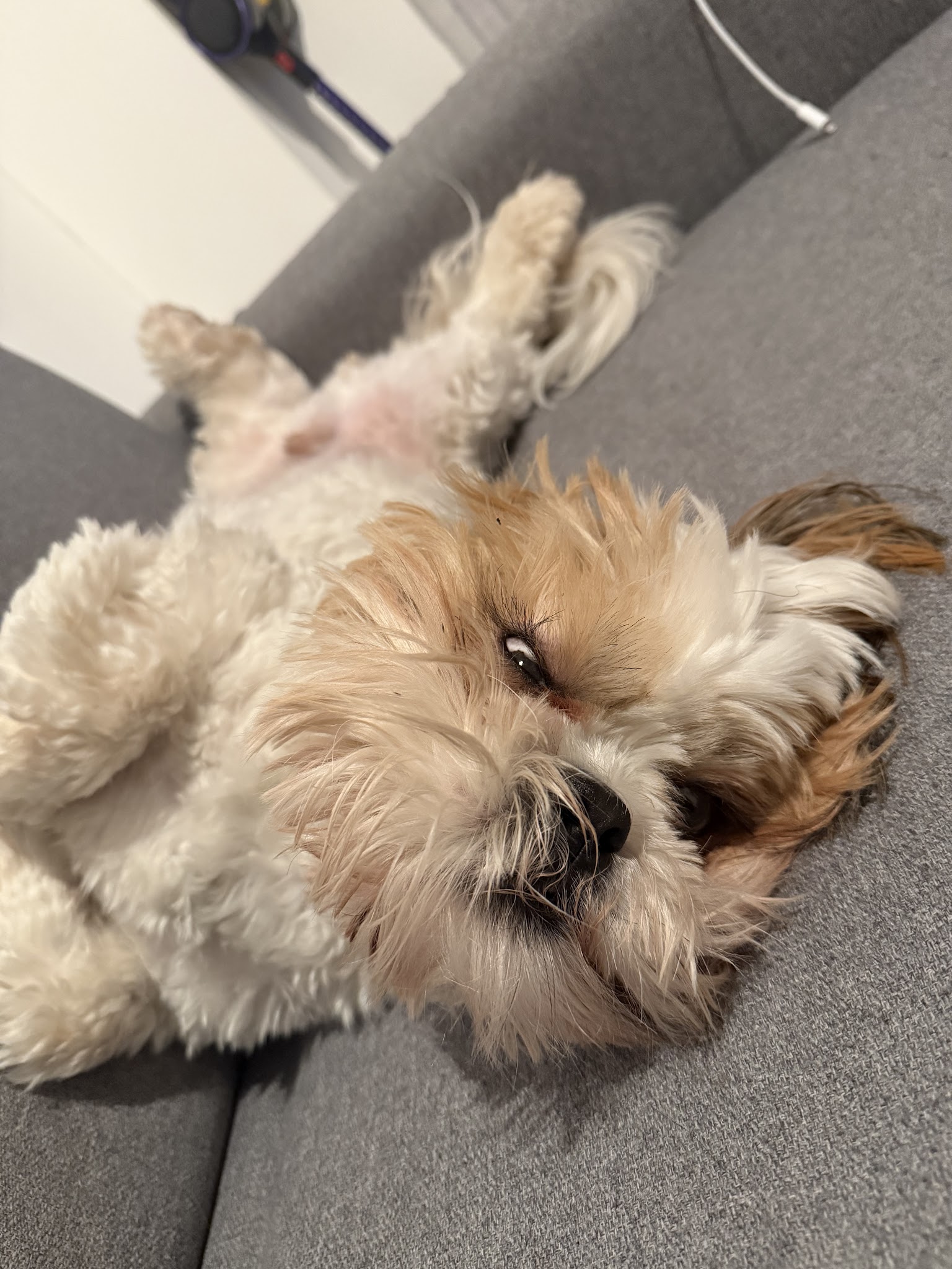 Garde d'animaux 27 Pacy sur Eure — photo