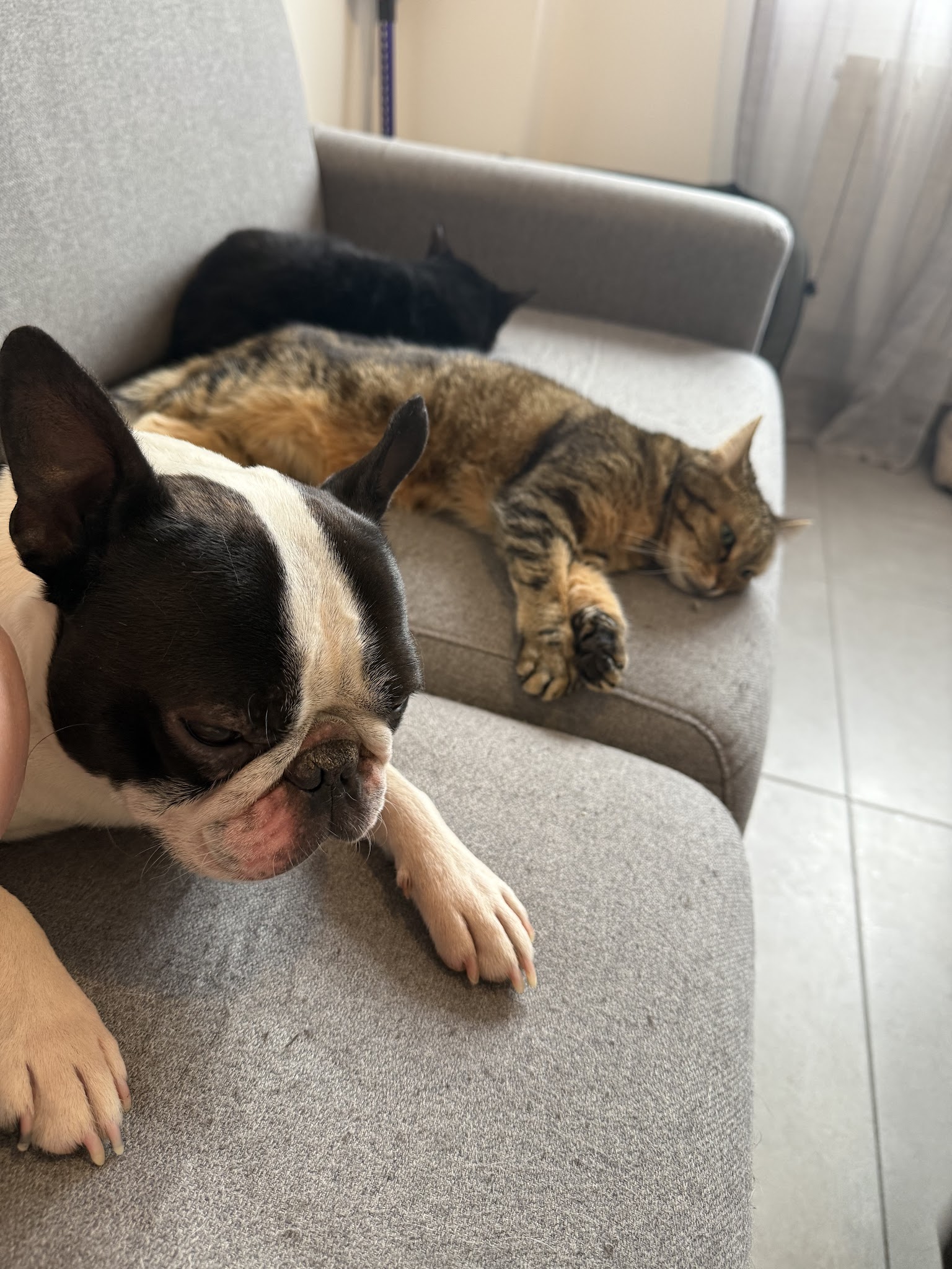 Garde d'animaux 27 Pacy sur Eure