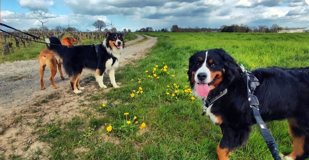 L'Oasis - pension canine et féline — photo