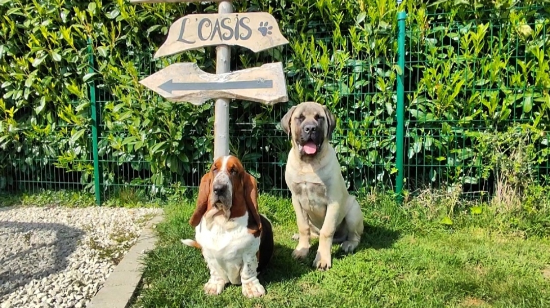 L'Oasis - pension canine et féline — photo