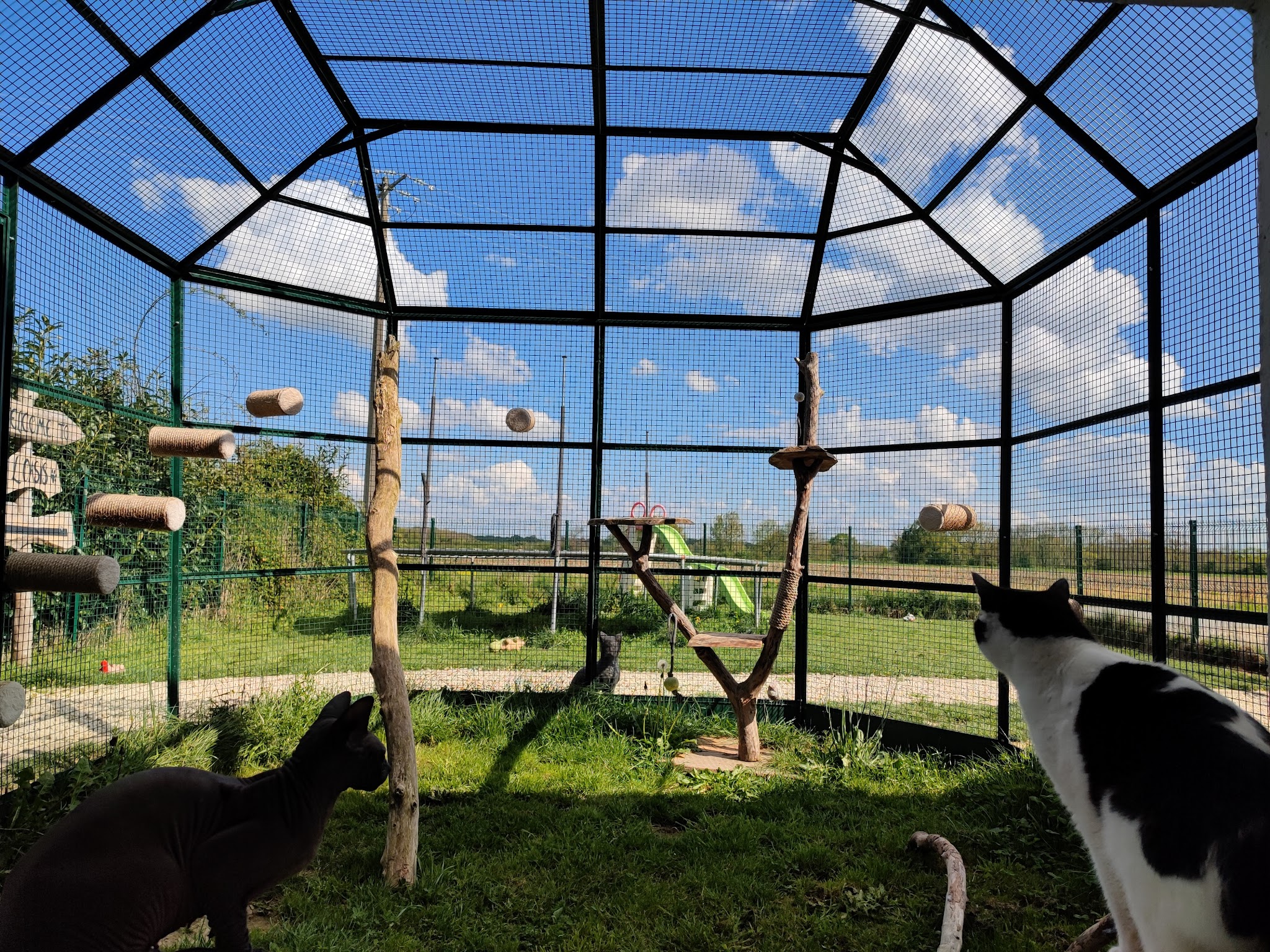 L'Oasis - pension canine et féline — photo