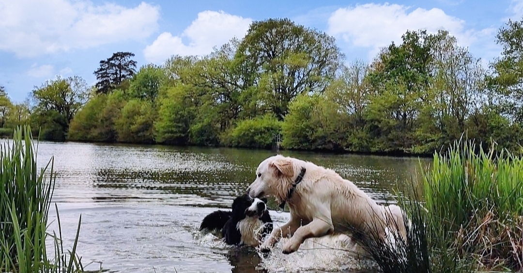 L'Oasis - pension canine et féline — photo