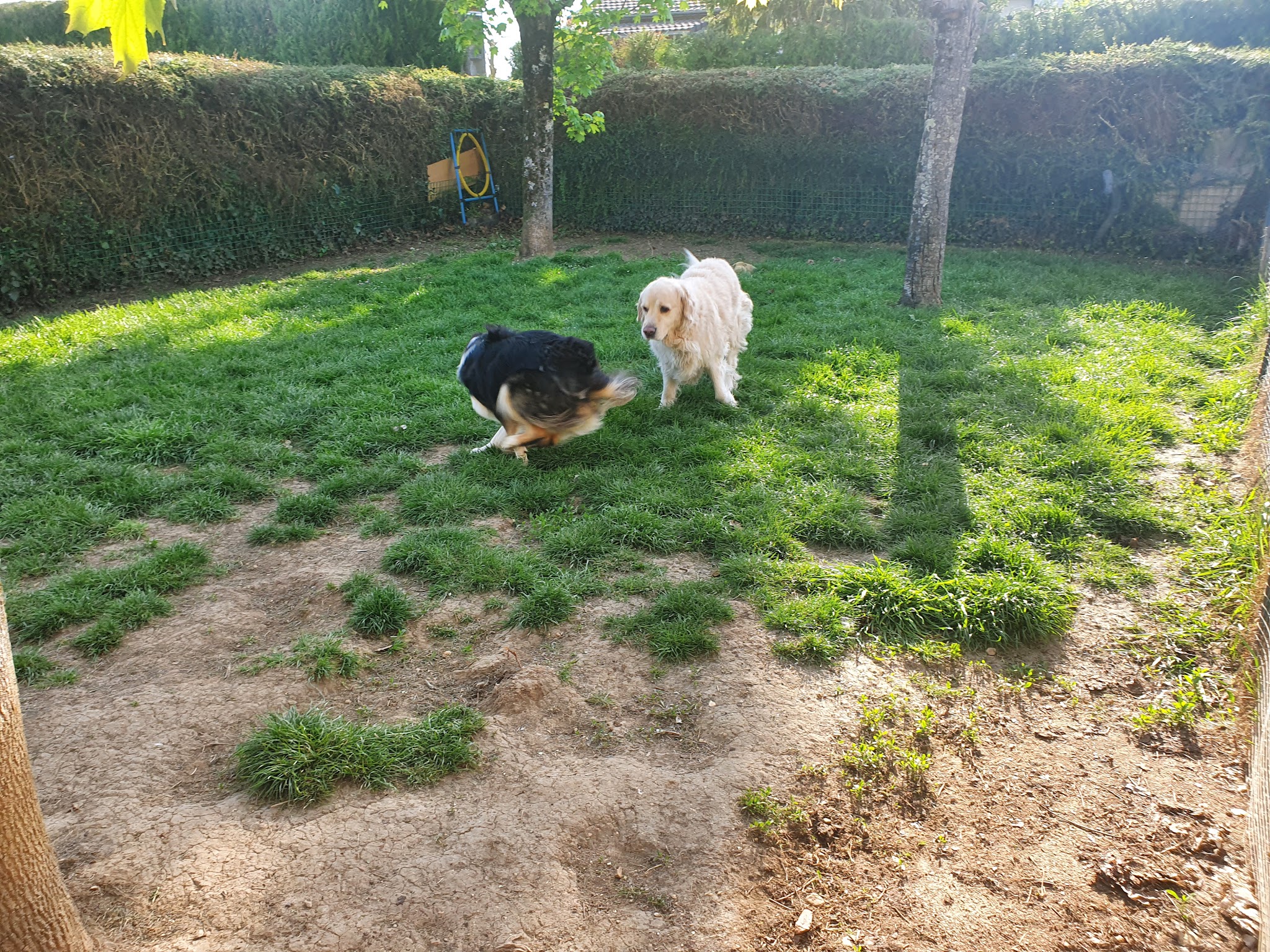 Nounou Boules De Poils — photo