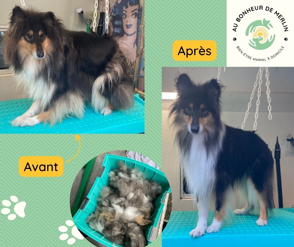 Au Bonheur de Merlin — photo