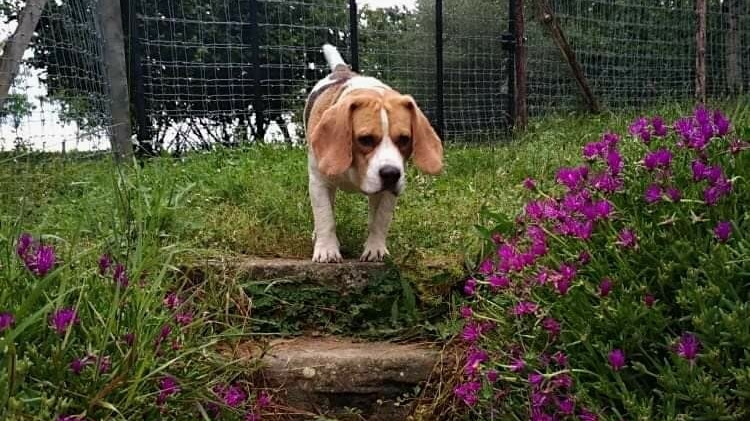 Pension canine Nature Animale