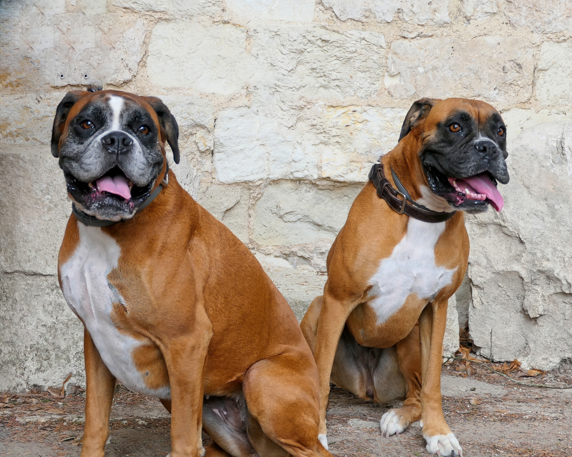 Pension canine Nature Animale — photo