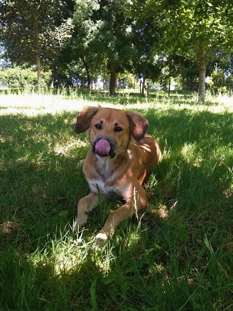 Pension canine Nature Animale — photo