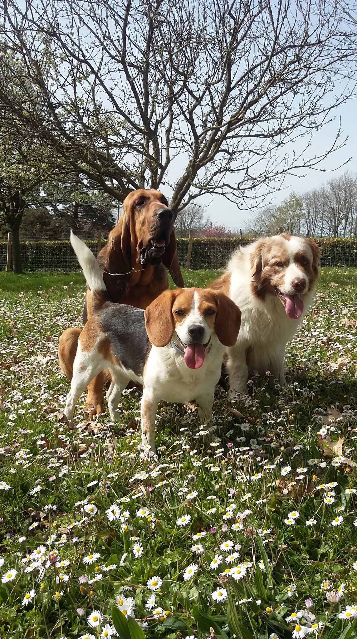 Pension canine Nature Animale — photo