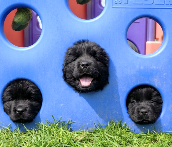 Élevage de terre neuve et pension canine Du domaine des ours noirs