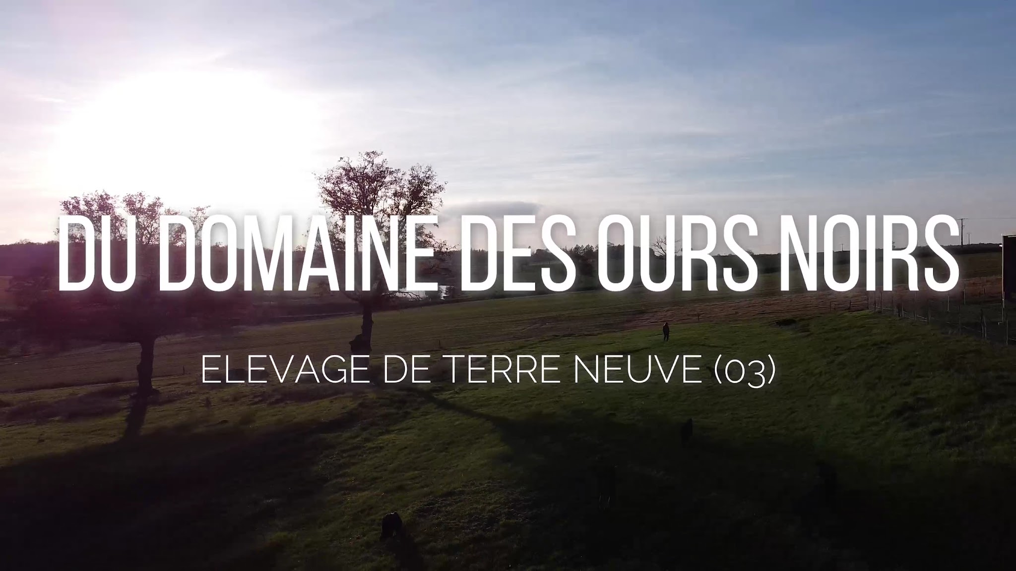 Élevage de terre neuve et pension canine Du domaine des ours noirs — photo