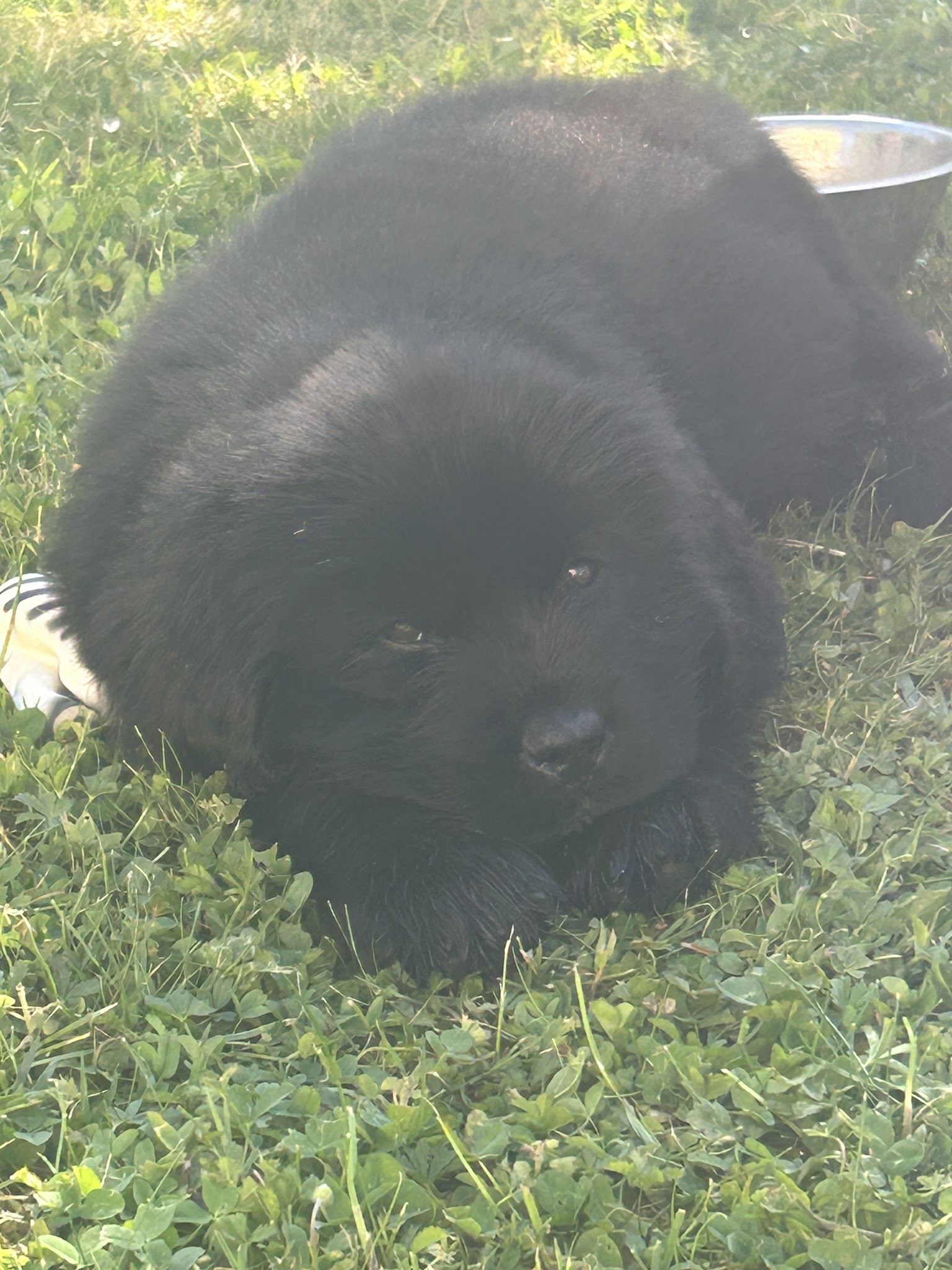Élevage de terre neuve et pension canine Du domaine des ours noirs — photo