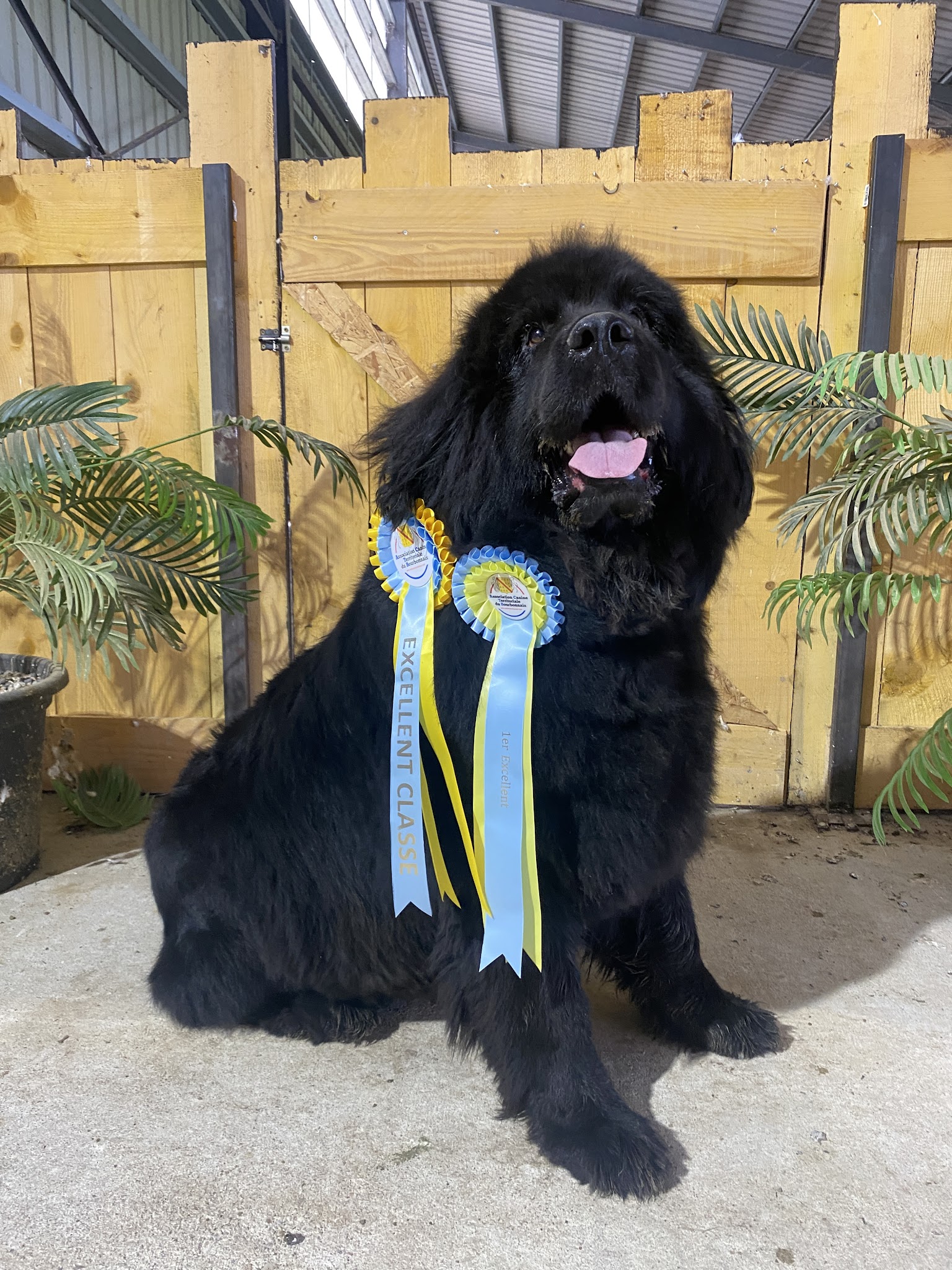 Élevage de terre neuve et pension canine Du domaine des ours noirs — photo