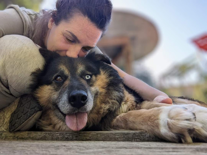 Entre chiens & chats