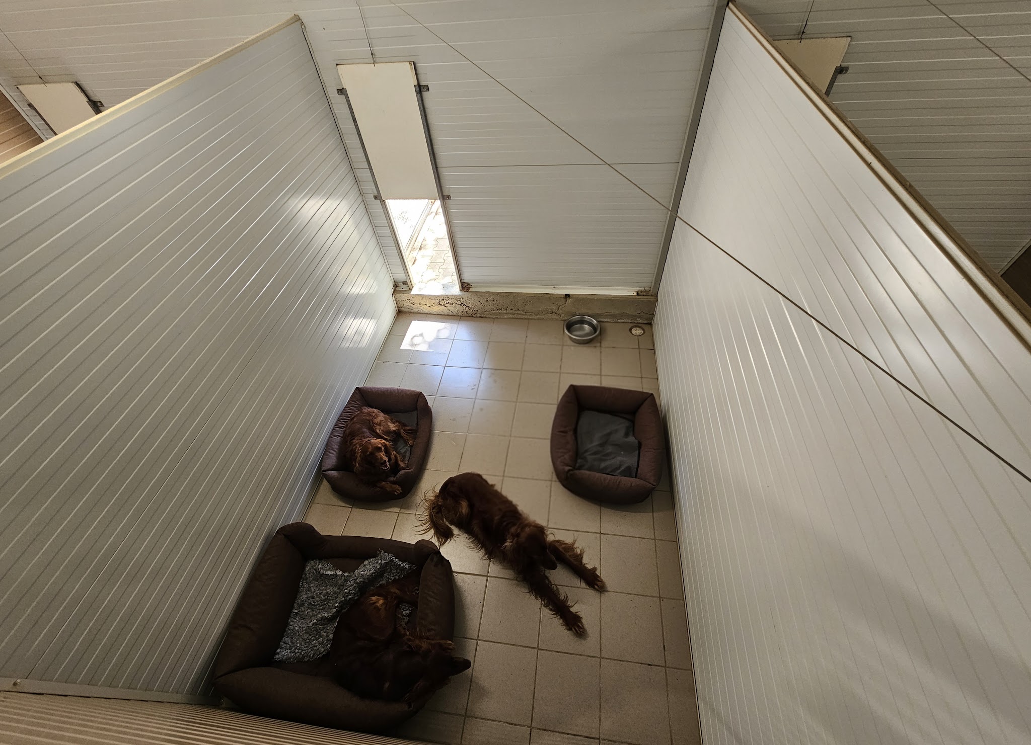 C.A PRO CANIN — photo