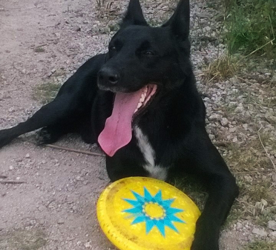 J'aime mon Chien