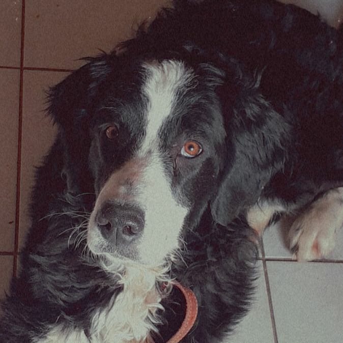 Plaine et chiens — photo