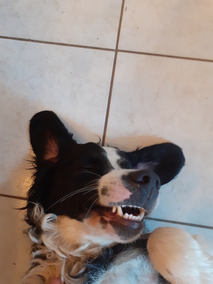 Plaine et chiens
