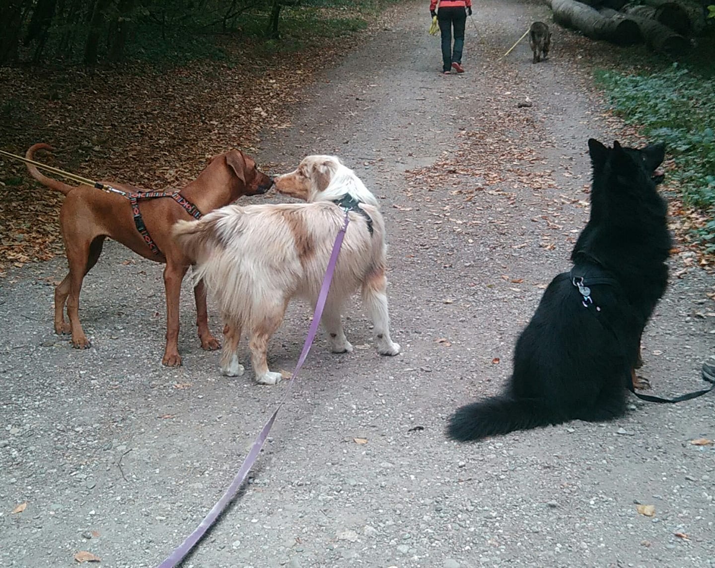 Animappy : Educatrice comportementaliste canin — photo