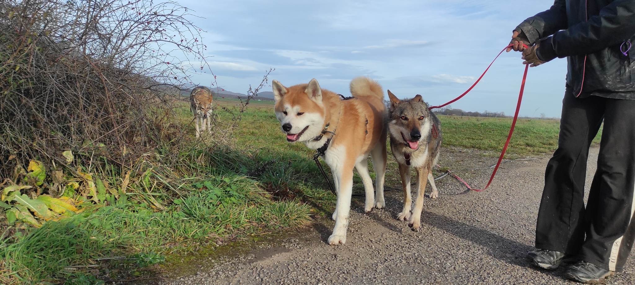Animappy : Educatrice comportementaliste canin — photo