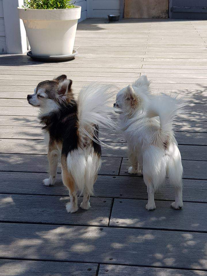 Animappy : Educatrice comportementaliste canin — photo