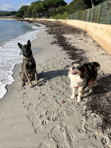Dogs Friendly