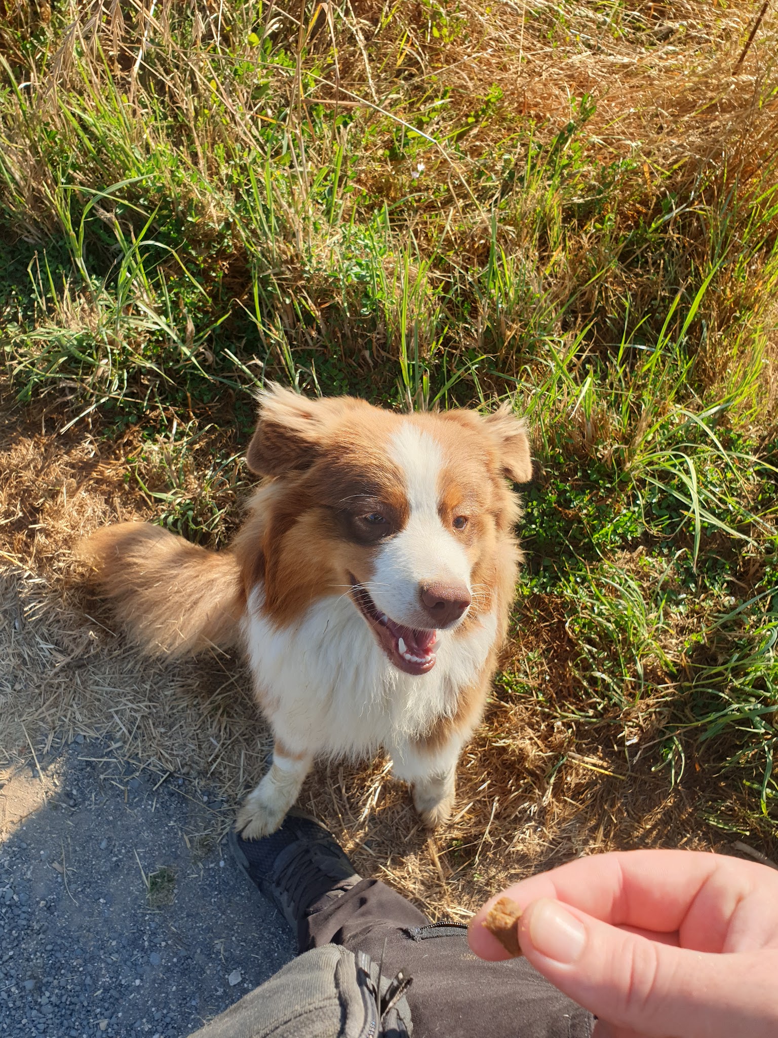 Glapity-pet — photo