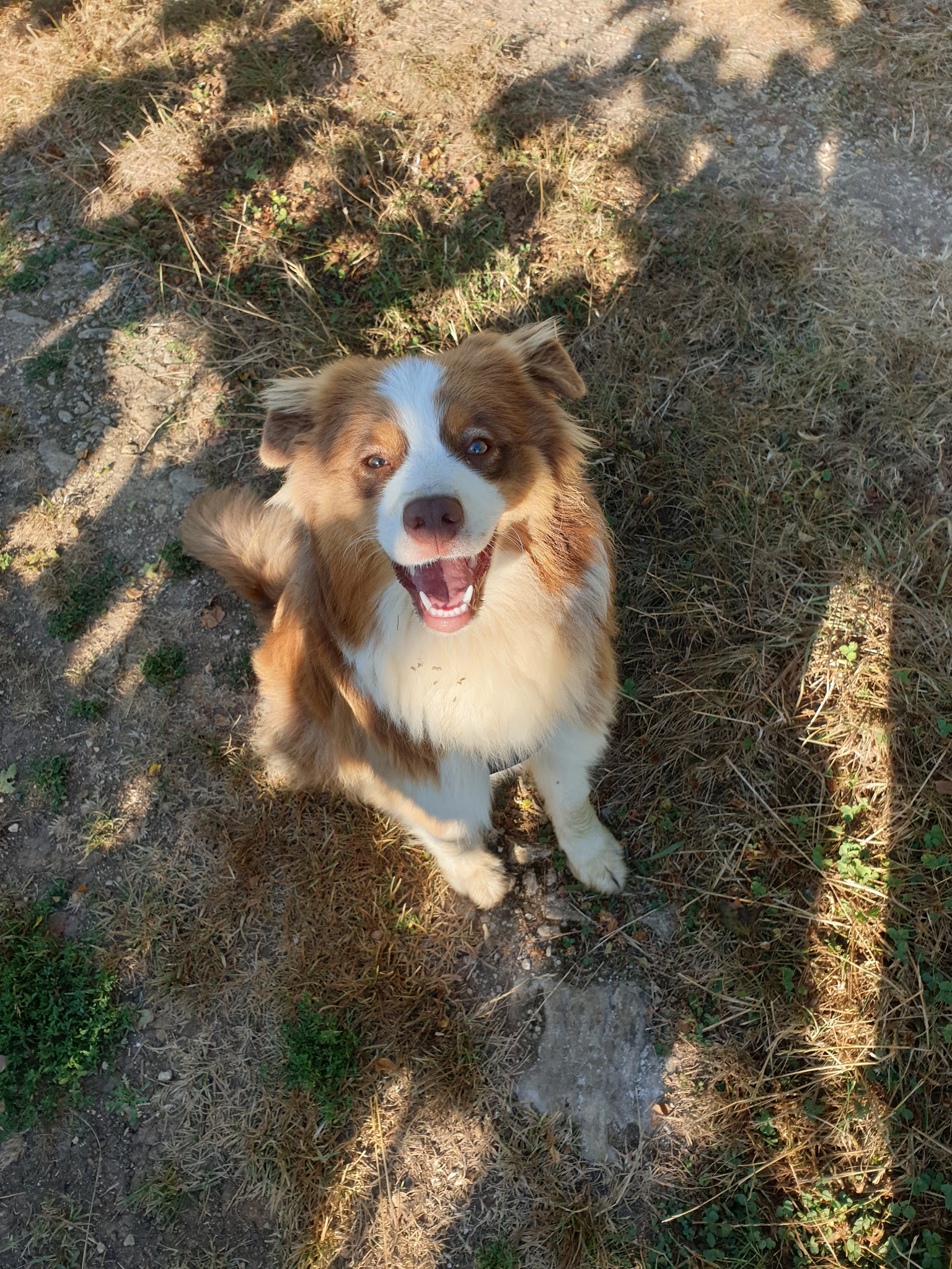 Glapity-pet — photo