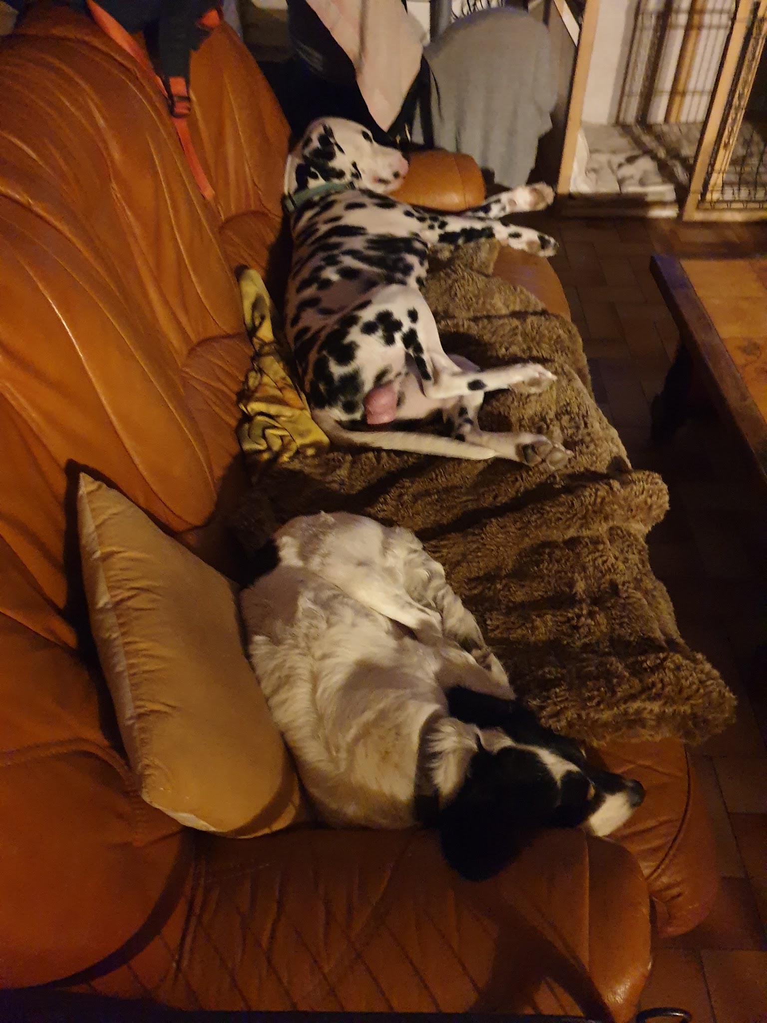 Glapity-pet — photo