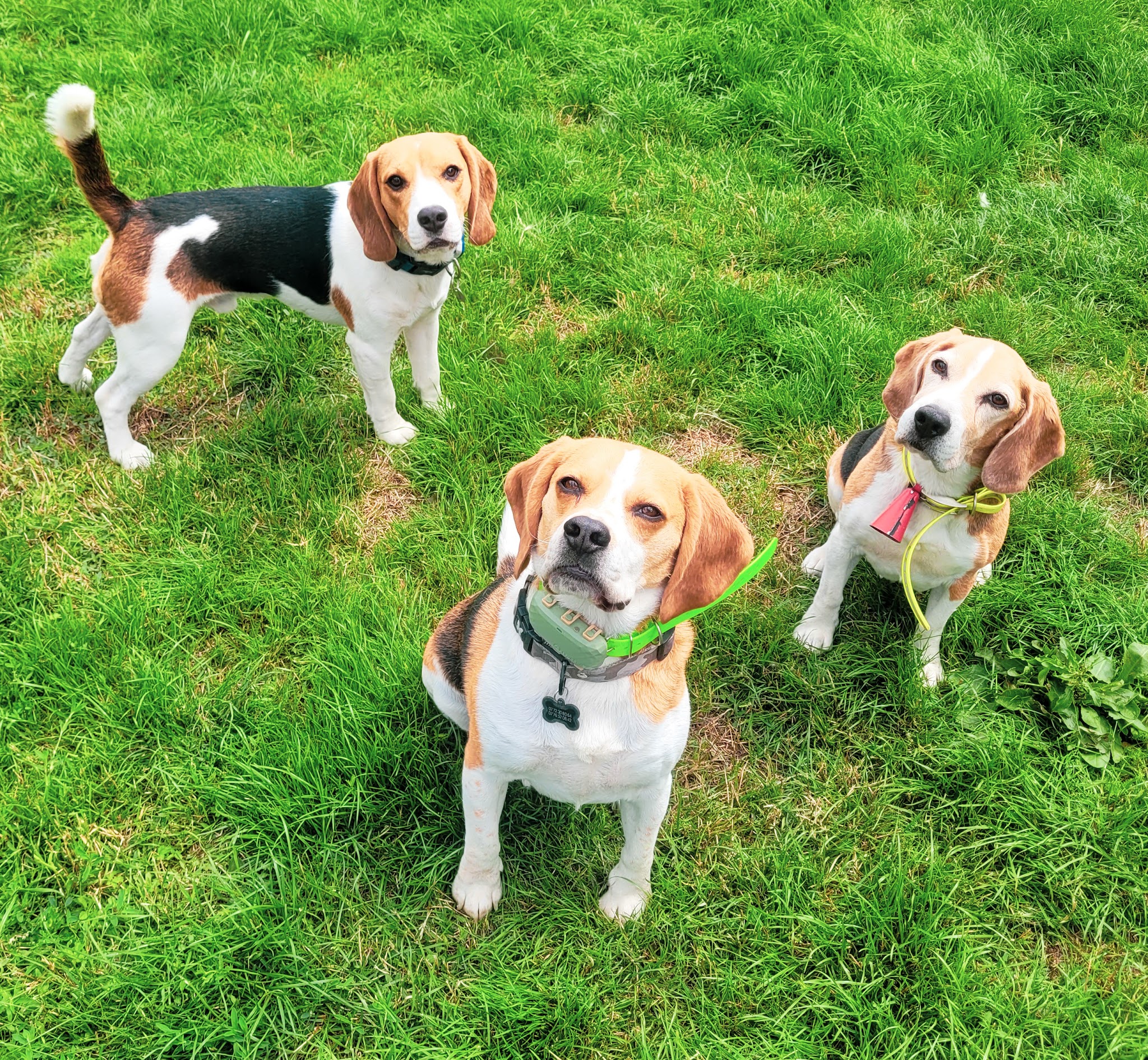 4 Pattes en Vadrouille — photo