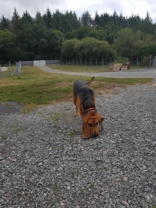 Beauséjour des 4 Pattes