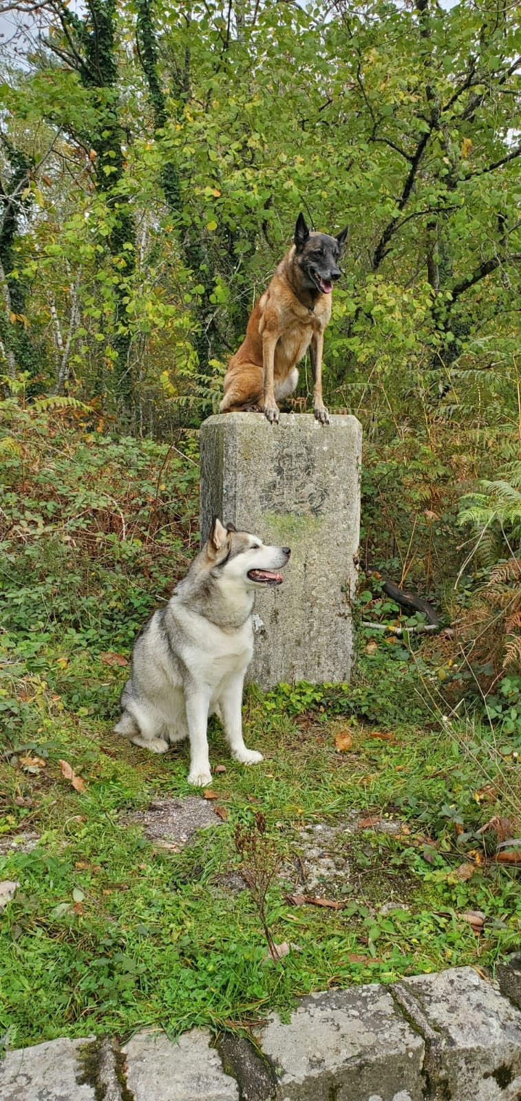 wolfhound school — photo