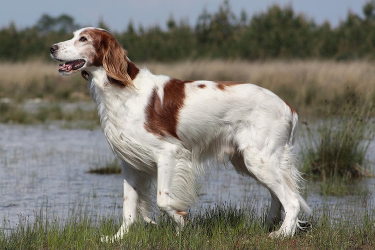 Pension canine Lo Can
