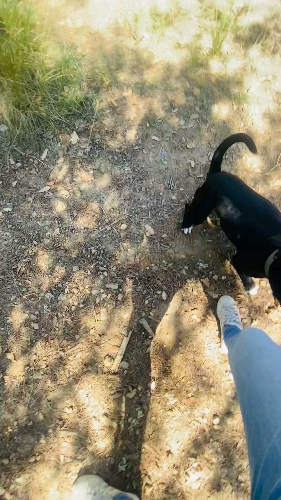 Auprès d’une Patte – Éducateur comportementaliste canin Brignoles & Centre Var – Visites à domicile — photo