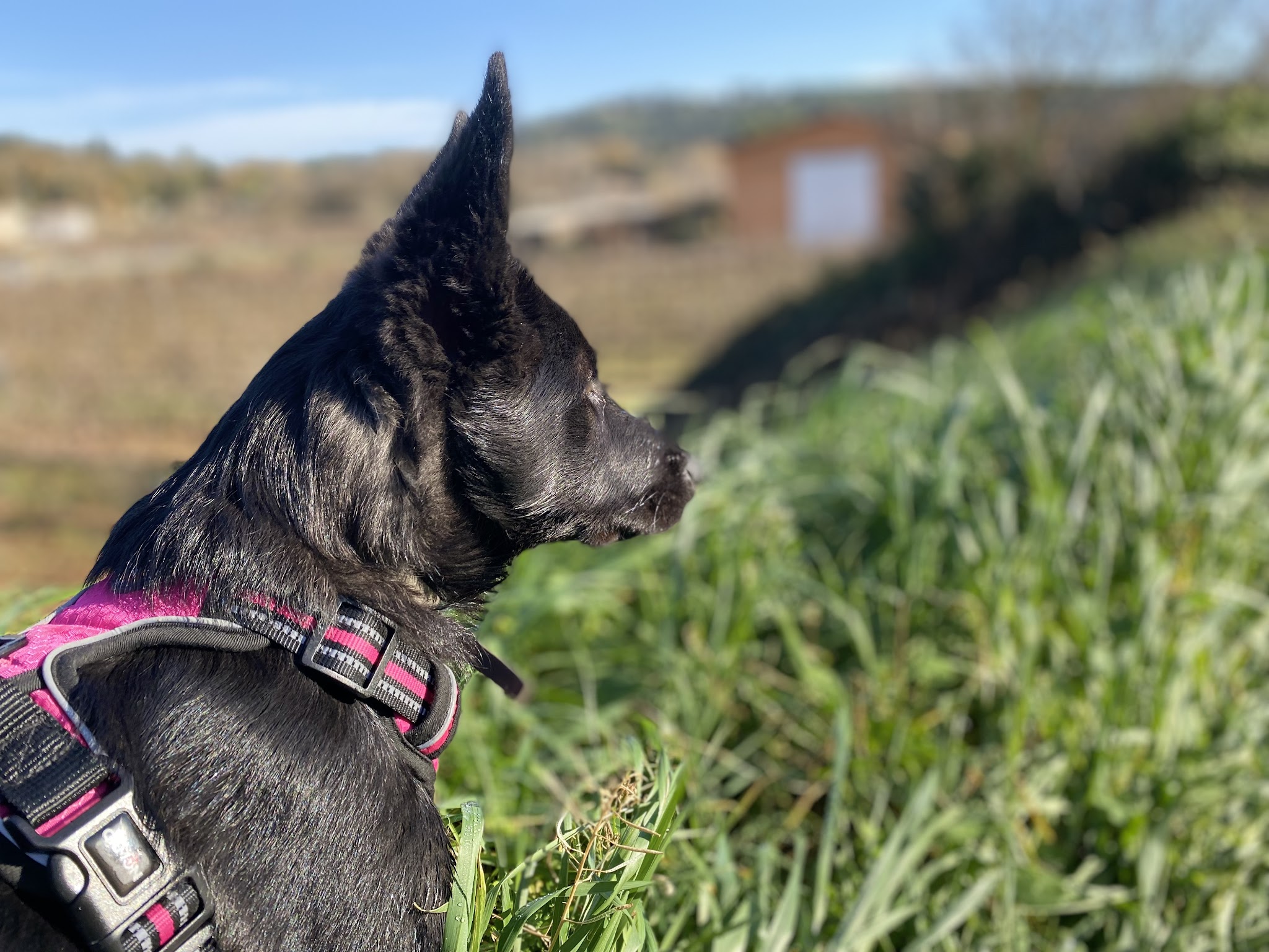 Auprès d’une Patte – Éducateur comportementaliste canin Brignoles & Centre Var – Visites à domicile — photo
