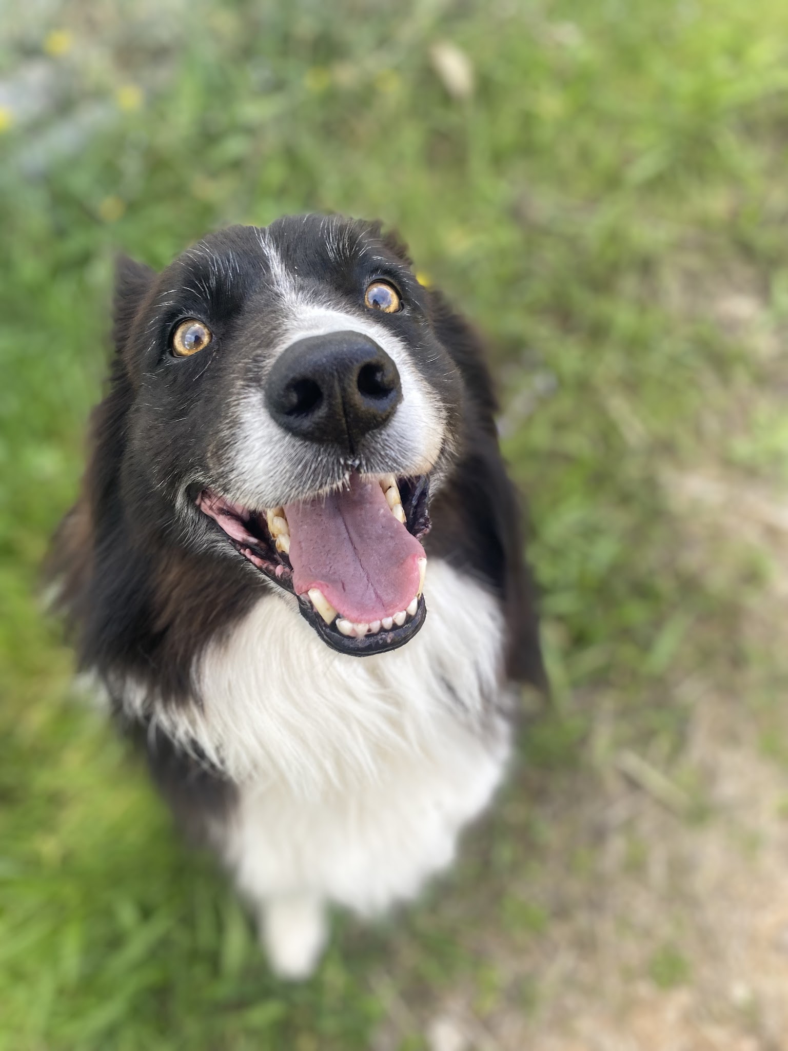 Auprès d’une Patte – Éducateur comportementaliste canin Brignoles & Centre Var – Visites à domicile — photo