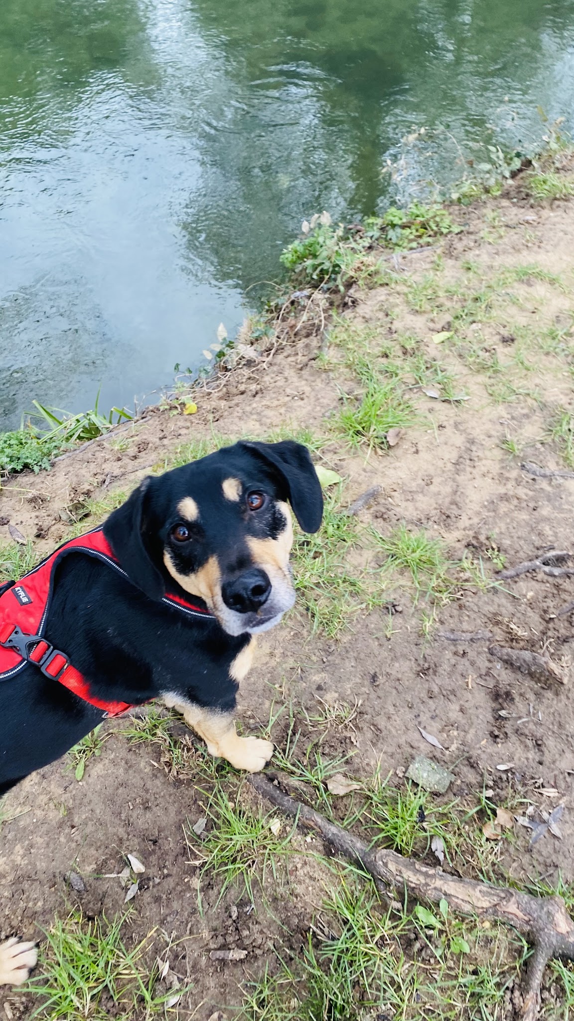 Auprès d’une Patte – Éducateur comportementaliste canin Brignoles & Centre Var – Visites à domicile — photo