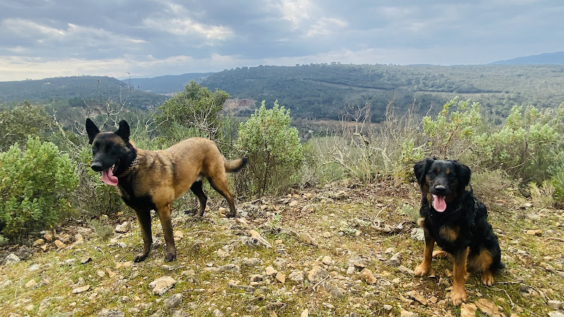 Auprès d’une Patte – Éducateur comportementaliste canin Brignoles & Centre Var – Visites à domicile