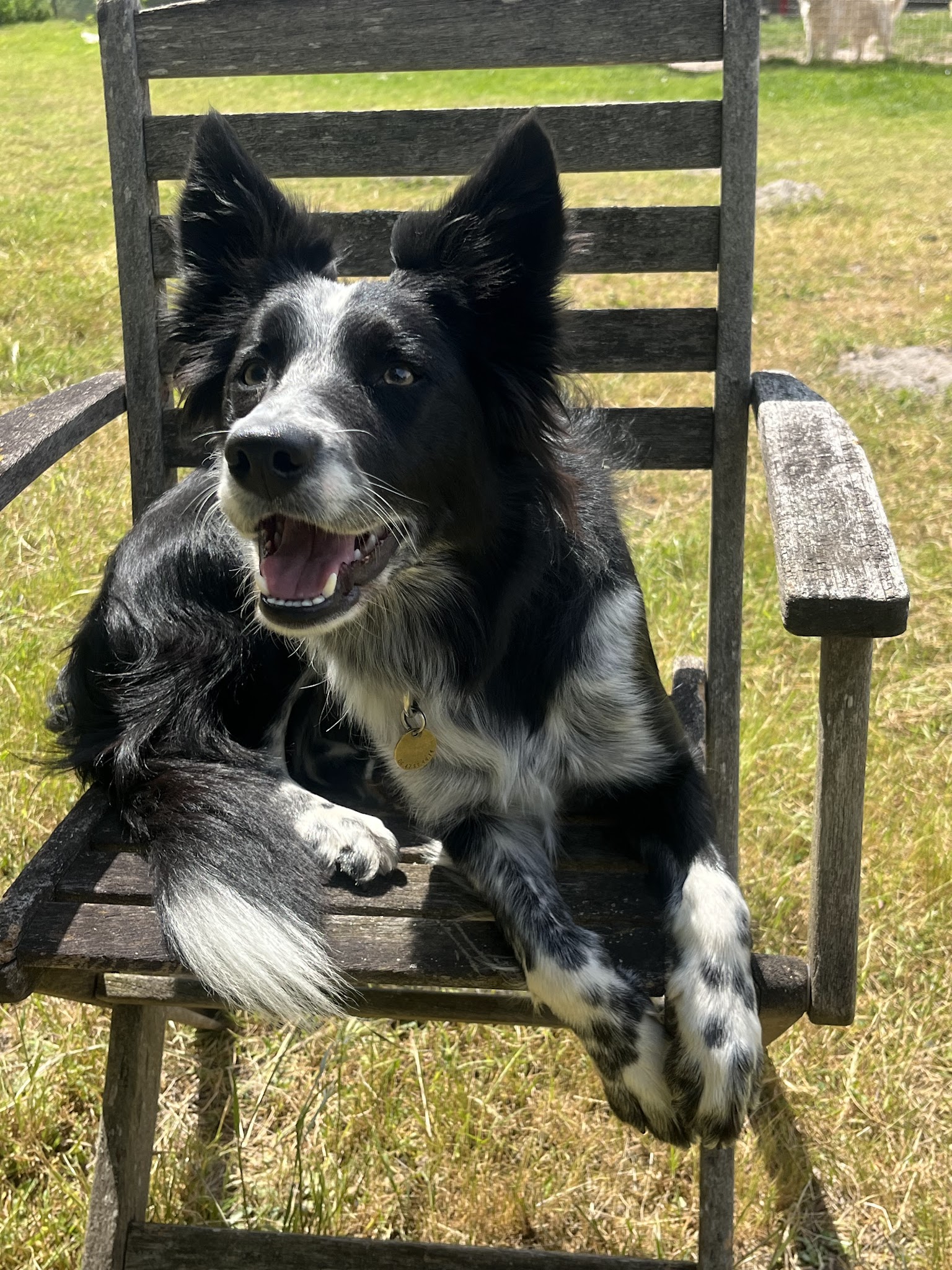 Pension Canine et Féline La Louvetière Le Mans-72-Sarthe La Chartre sur le Loir Ecommoy Le Lude Bouloire — photo