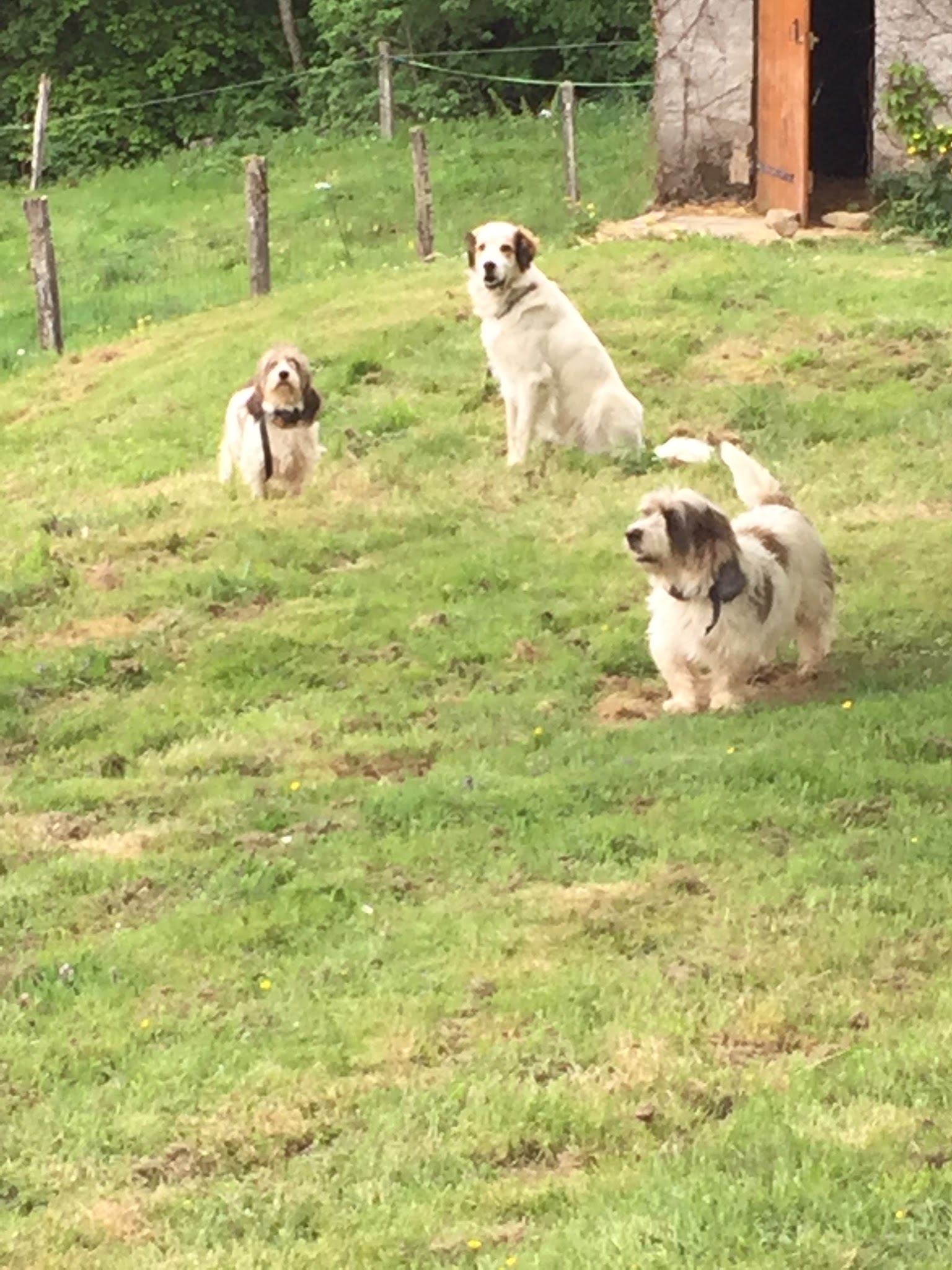 La Dog'Colo — photo